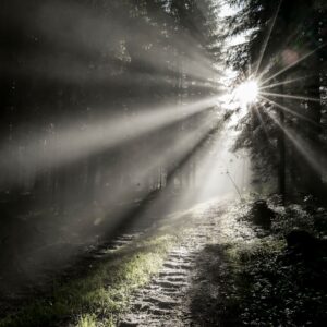 sun rays coming through green grass field